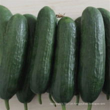 Suntoday Parthenocarpy tolerante ao calor e baixa 1 fruta estufa F1 sementes de pepino híbrido (13007)